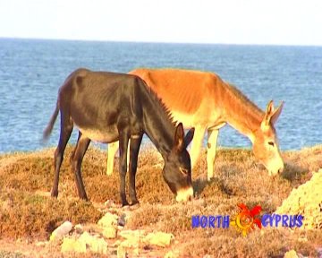 Wild Donkey in Karpaz, Cyprus