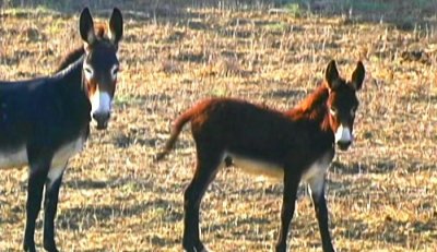 Wildlife in Dip-Karpas Panhandle