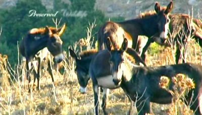 Wild donkeys in Karpaz Peninsula, North Cyprus